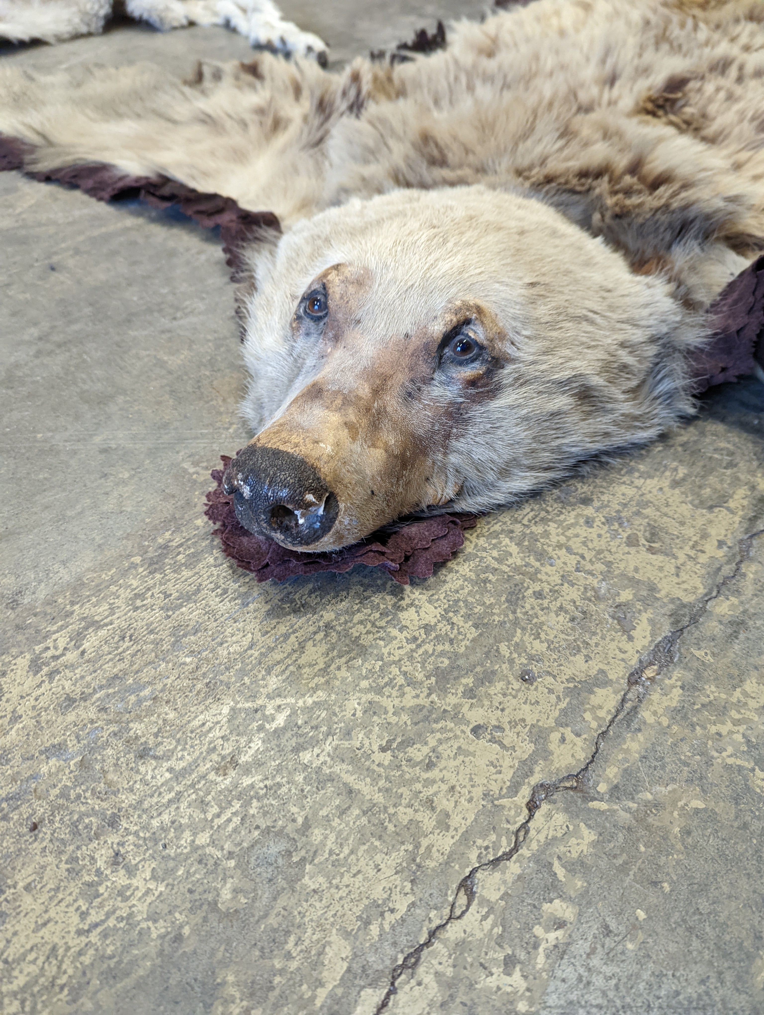 Taxidermy, a Brown Bear skin rug with head and stitched felt border, nose to tail 155cm together with a wolf skin